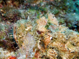 Scorpionfish closer up IMG 3028